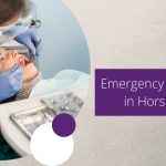 Emergency Dentists in Horsham
